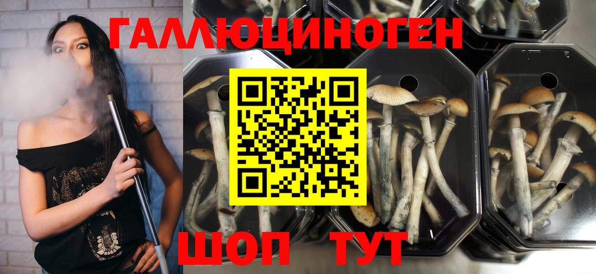 Галлюциногенные грибы Psilocybe  Вход с VPN  Курск 